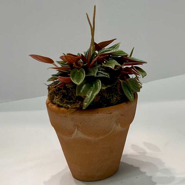 mini potted plants for sale Mini Potted Plants