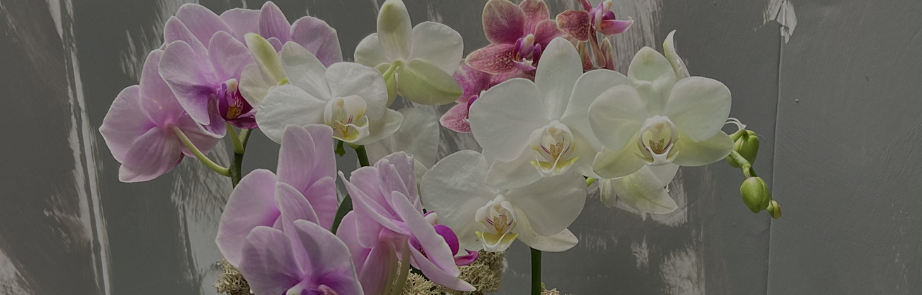 How to Care for Orchids