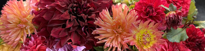 Bridging the Seasons: Our Favorite Flowers That Transition From Summer to Fall