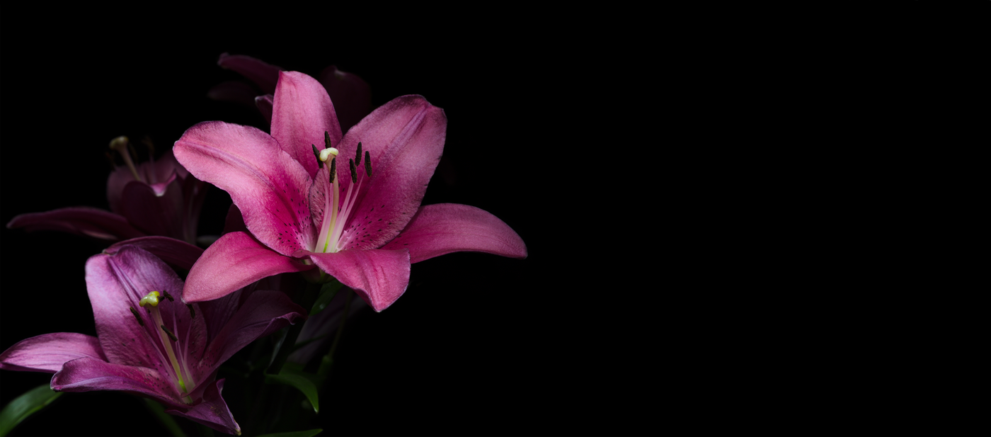 Why You Should Love Lilies