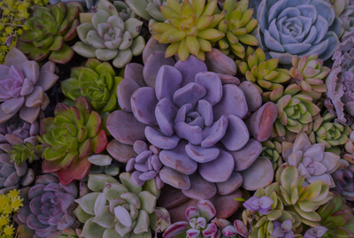 How to Take Care of Succulents