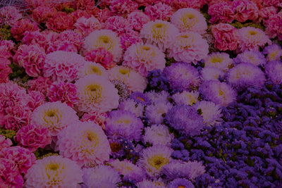 10 Unique Holidays That Are the Perfect Reason to Send Flowers (Even “Just Because”)