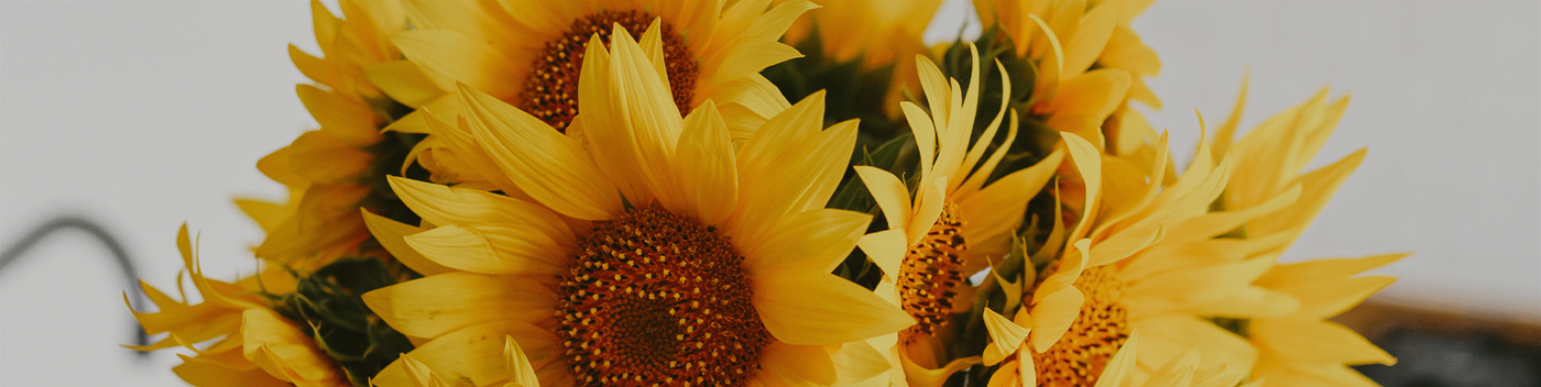 How to Care for Cut Sunflowers