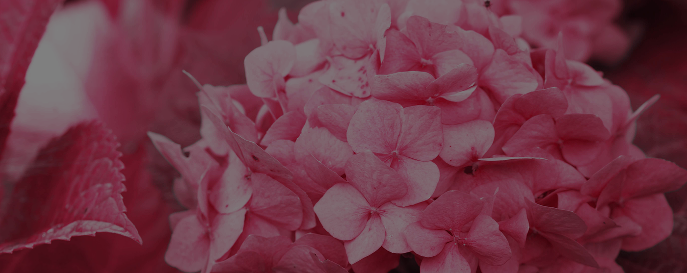 How to Care for Cut Hydrangeas