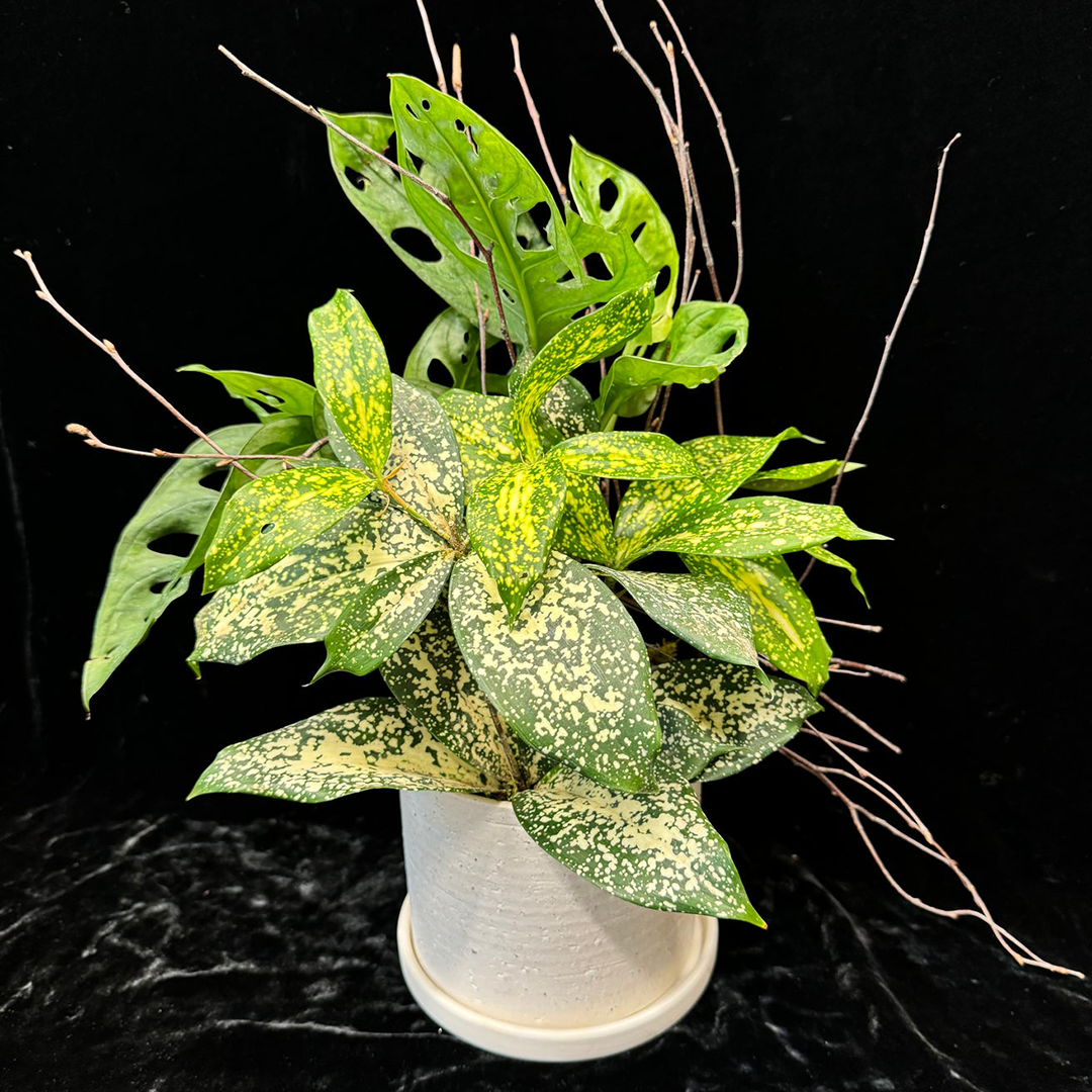 gold dust dracaena flower Golden Gal – Mayflowers Floral Studio