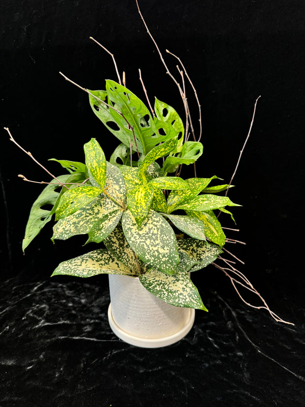 gal dracaena Golden Gal – Mayflowers Floral Studio