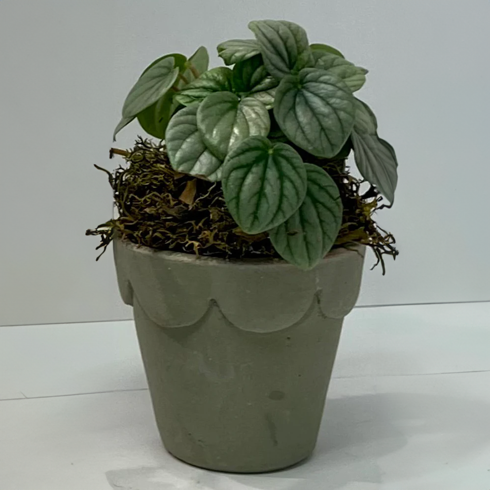 Mini Potted Plants