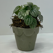 Mini Potted Plant