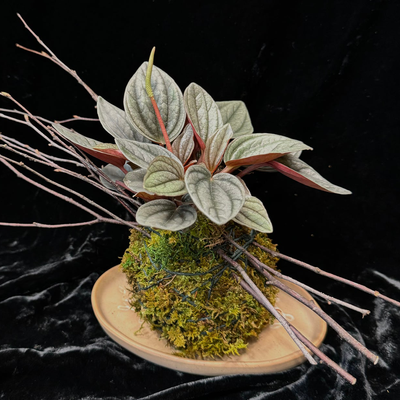 Rippled Peperomia