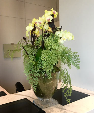 Orchids with Maidenhair Fern