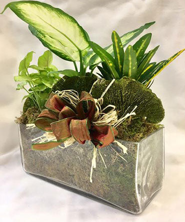 Mini Garden Planter Display