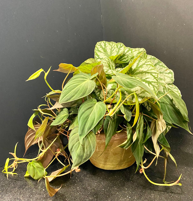 cascading philodendron Cascading Greens – Mayflowers Floral Studio