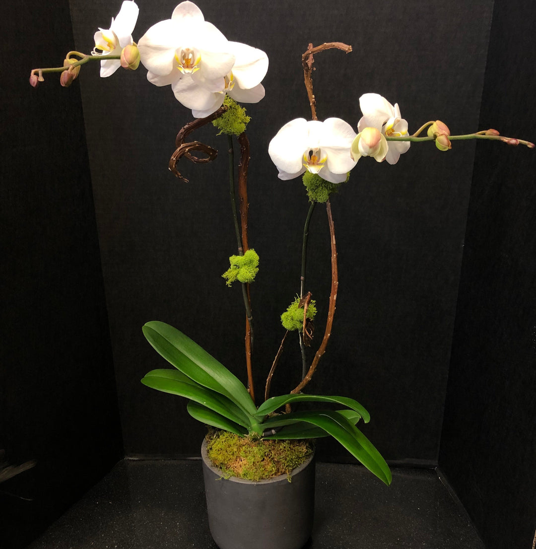 Just Because – Mayflowers Floral Studio