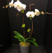 Sweet Phalaenopsis