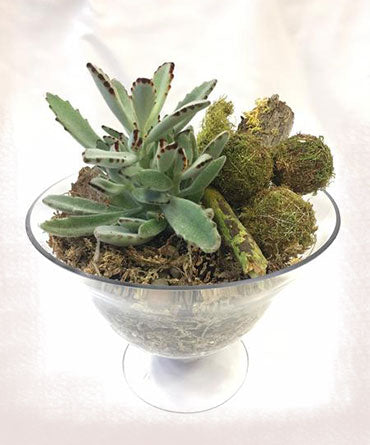 Succulent Dessert Bowl 