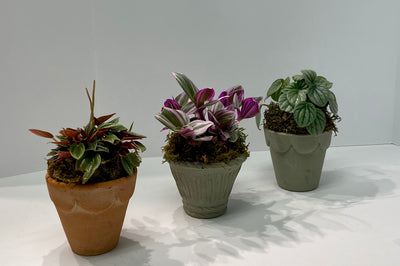Mini Potted Plant Trio