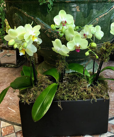 Orchids in Planter