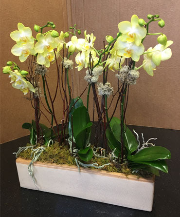 Orchids in Planter Deluxe 